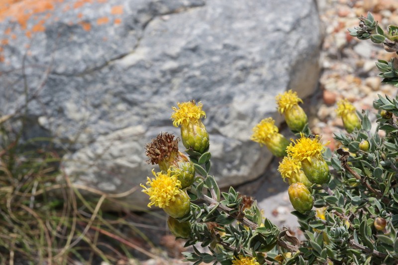 Pteronia oppositifolia photo 3