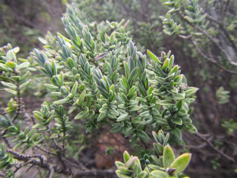 Pteronia oppositifolia photo 4