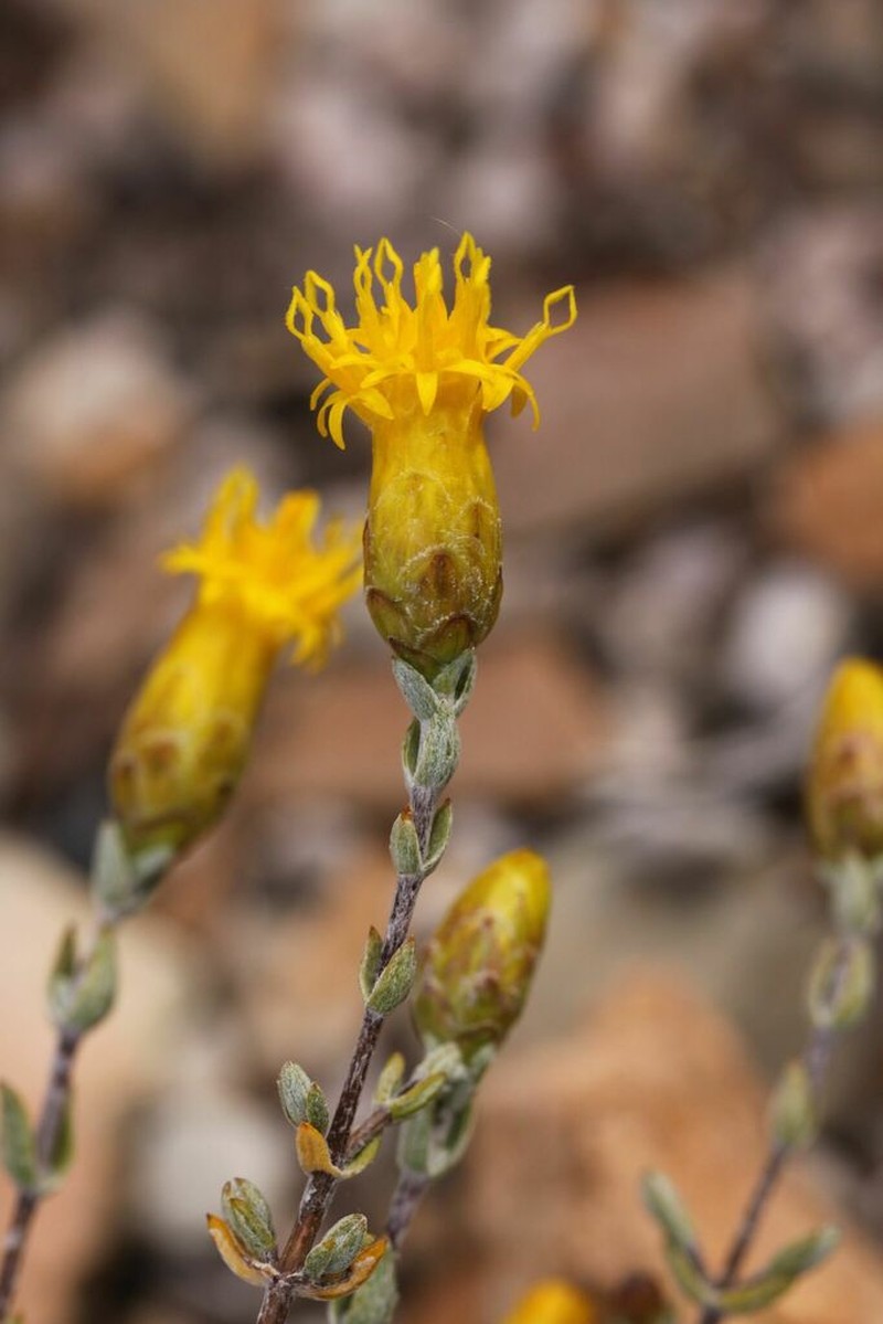 Pteronia oppositifolia photo 5