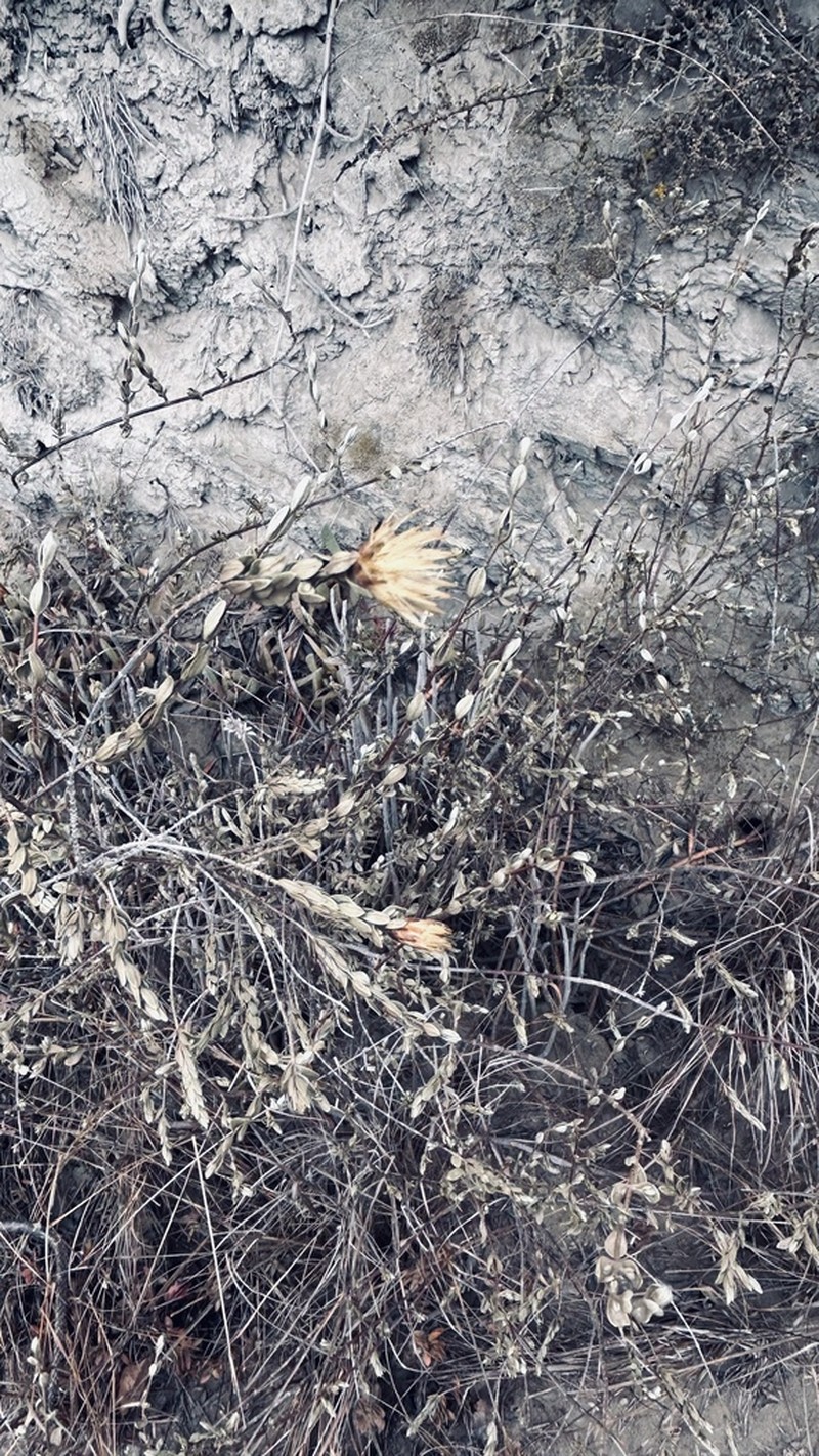 Pteronia oppositifolia photo 6