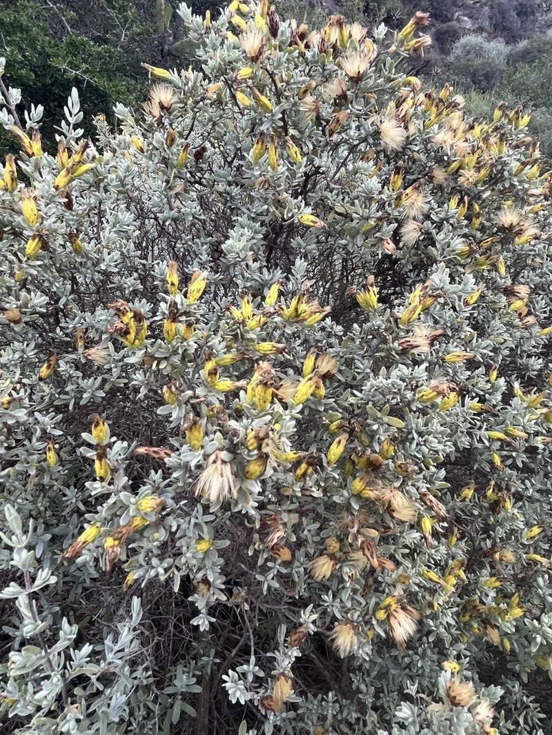 Pteronia oppositifolia photo 7