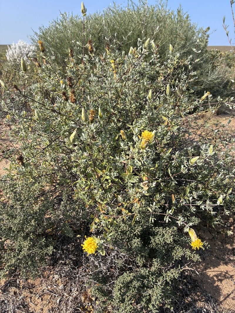 Pteronia ovalifolia photo 2