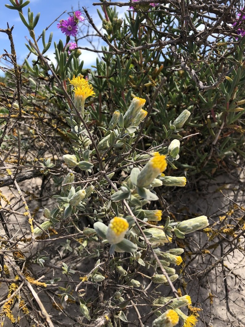 Pteronia ovalifolia photo 3