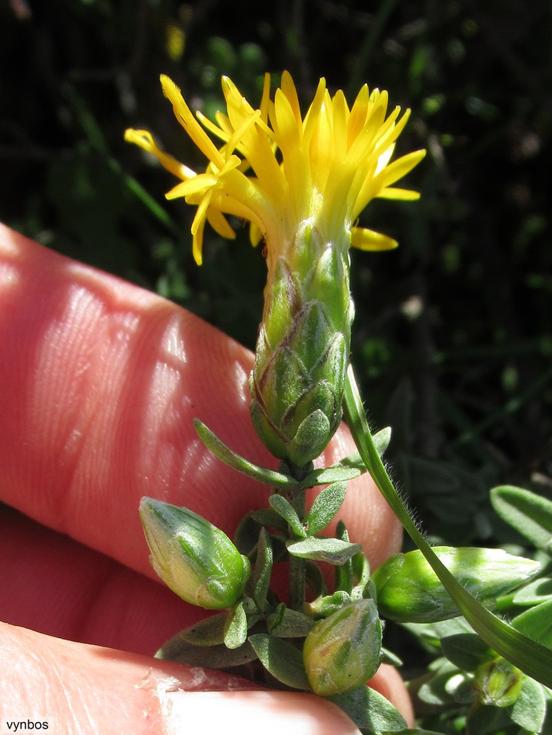 Pteronia ovalifolia photo 4