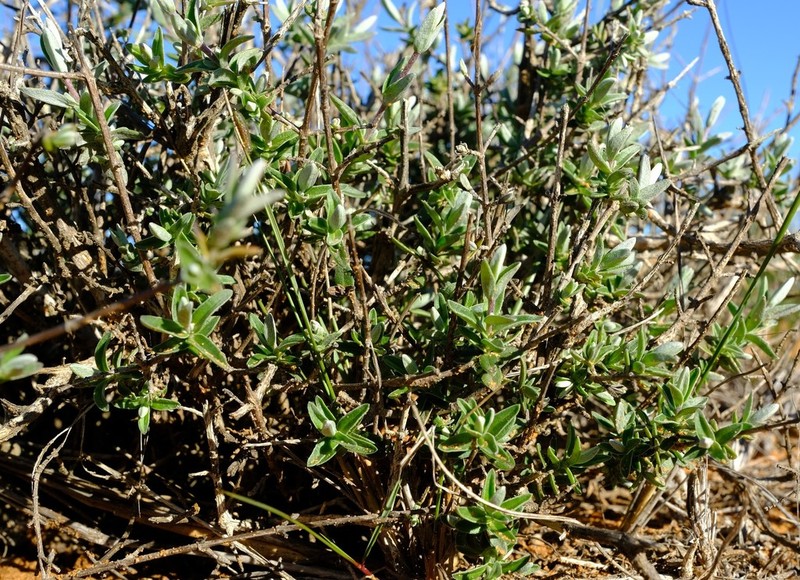 Pteronia ovalifolia photo 5