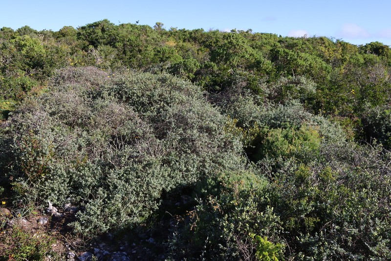Pteronia ovalifolia photo 6