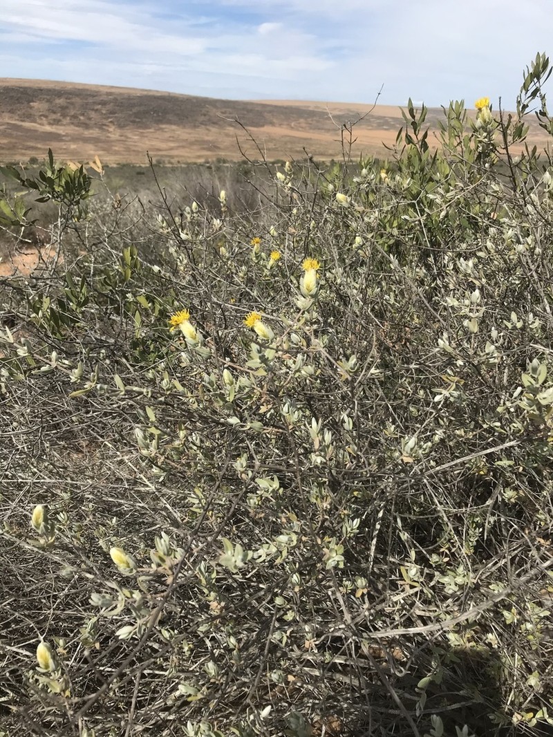 Pteronia ovalifolia photo 7
