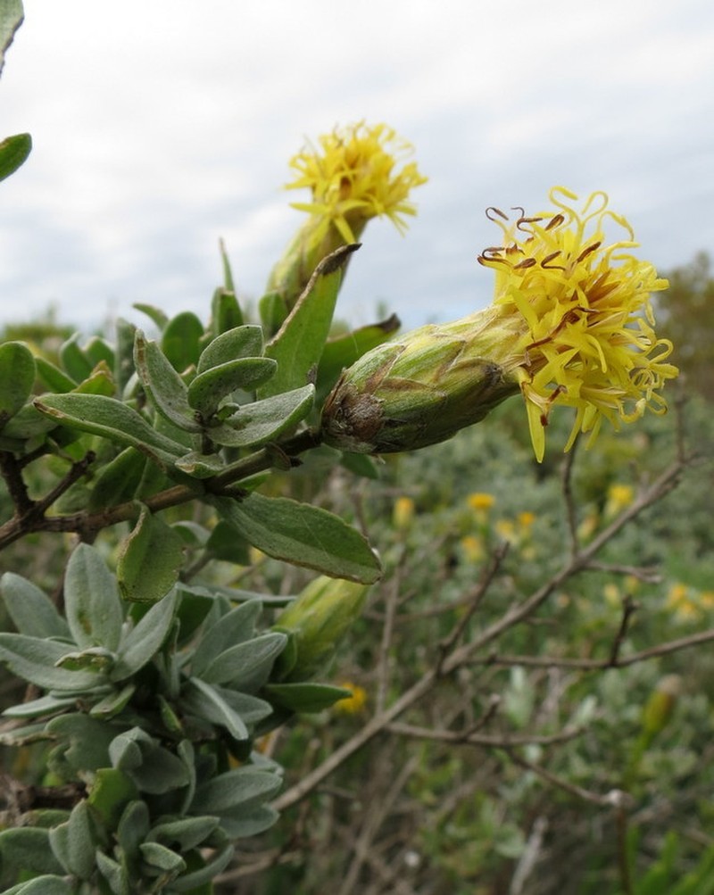 Pteronia ovalifolia photo 8