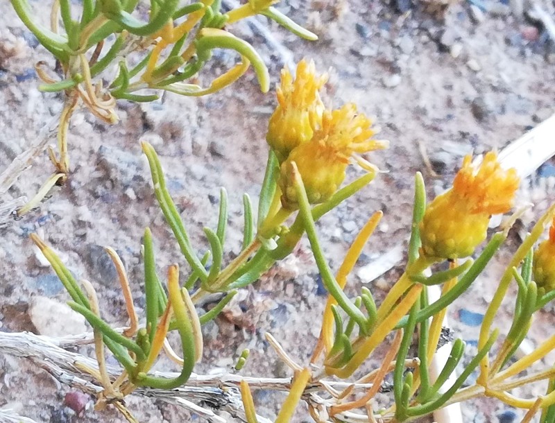 Pteronia pallens