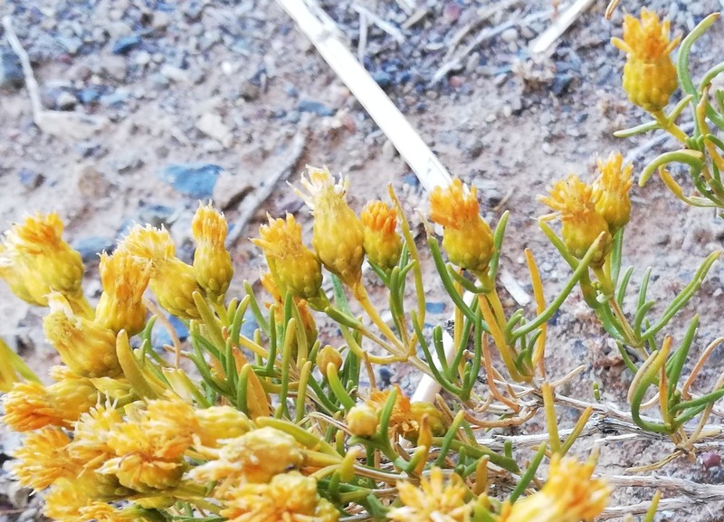 Pteronia pallens photo 2
