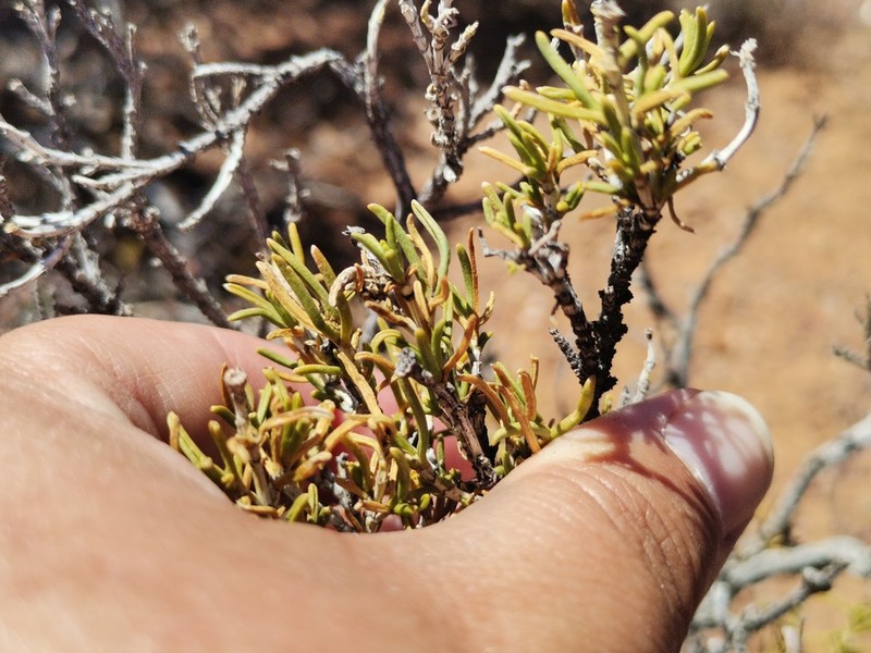 Pteronia pallens photo 3