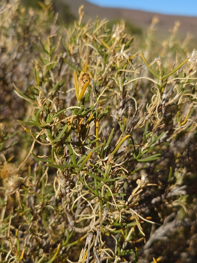 Pteronia pallens photo 4