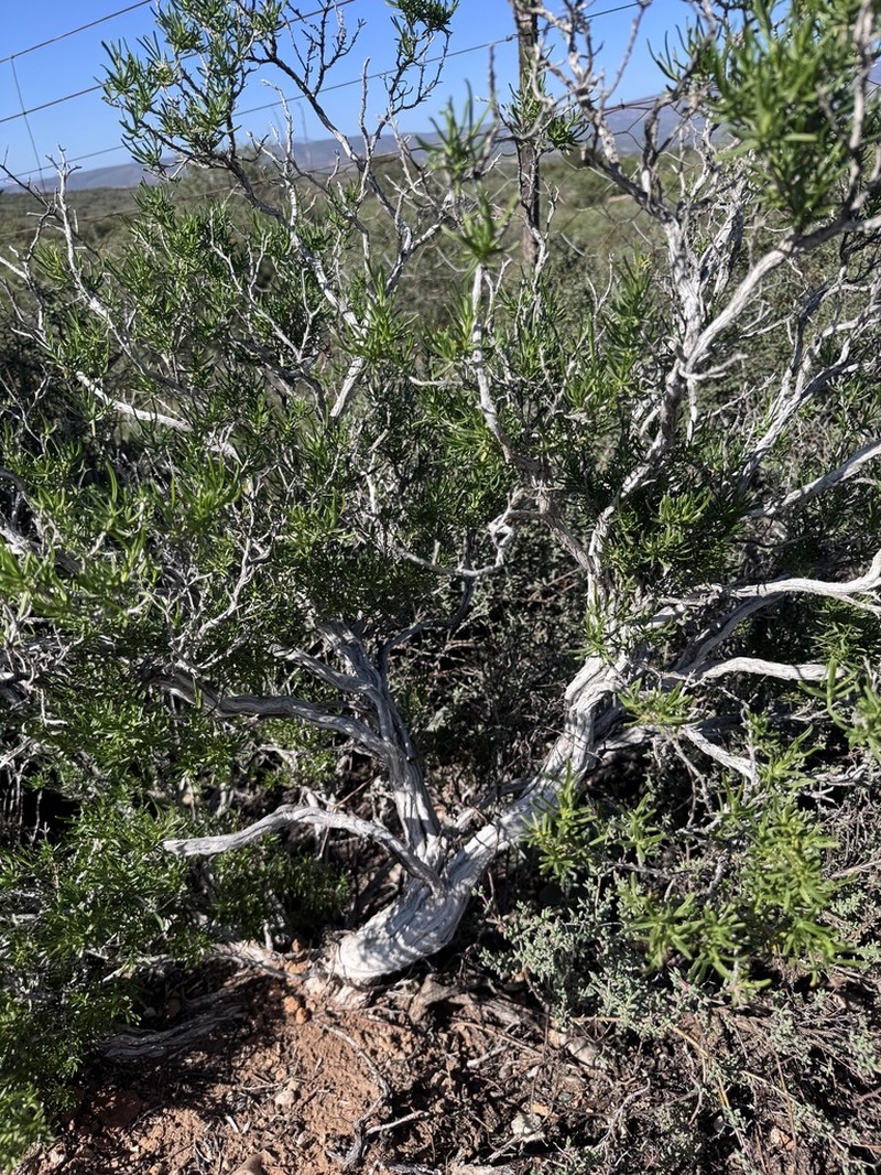 Pteronia pallens photo 5