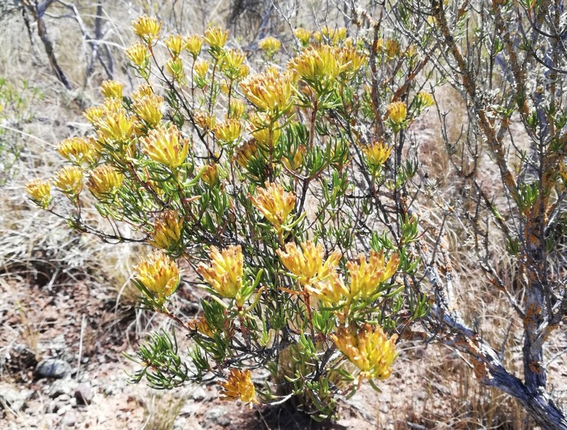 Pteronia paniculata