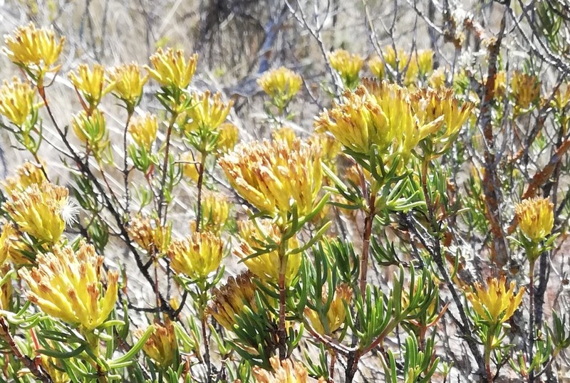 Pteronia paniculata photo 2