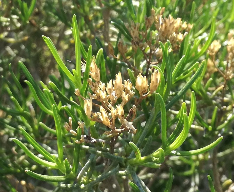 Pteronia paniculata photo 3