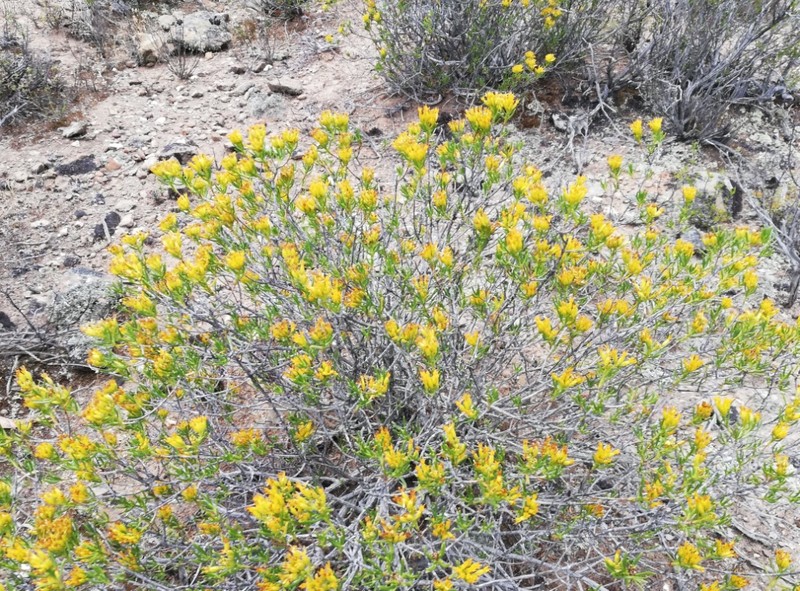 Pteronia paniculata photo 4