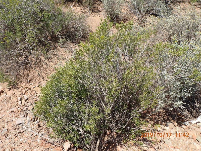 Pteronia paniculata photo 5