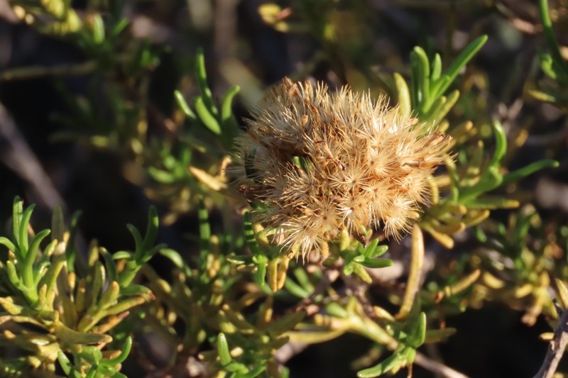 Pteronia paniculata photo 6