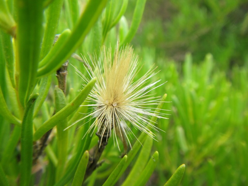 Pteronia pillansii photo 2