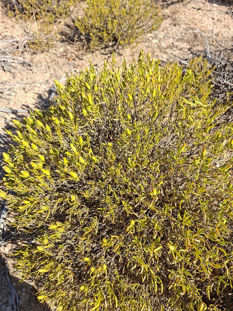 Pteronia pillansii photo 3