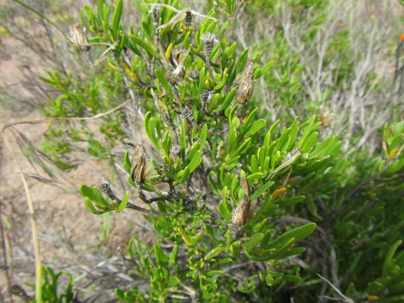 Pteronia pillansii photo 4