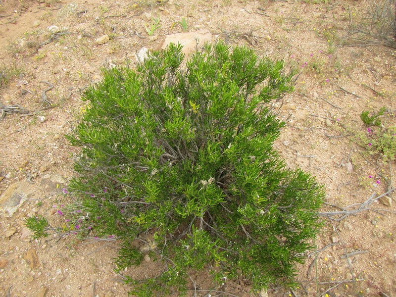 Pteronia pillansii photo 5