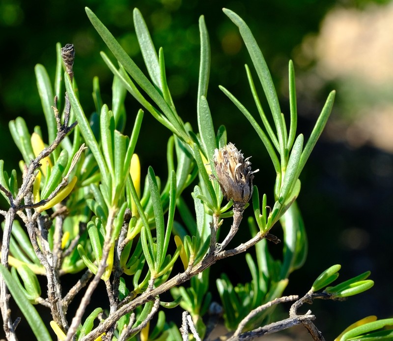 Pteronia pillansii photo 7