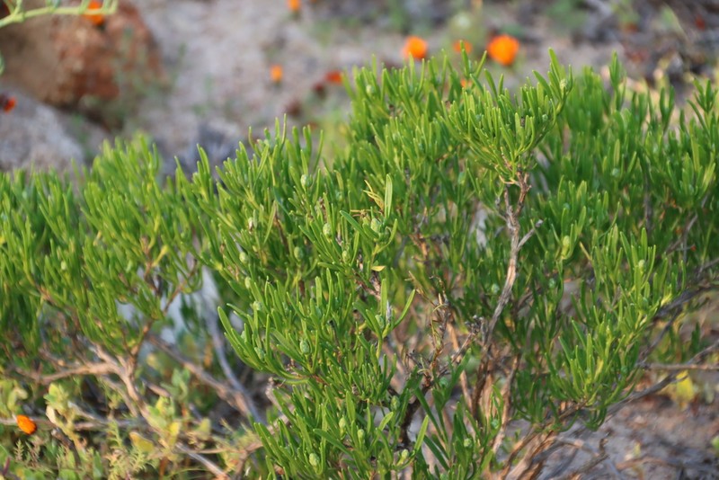 Pteronia pillansii photo 8