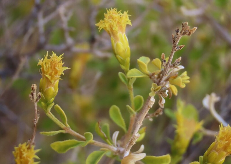 Pteronia polygalifolia