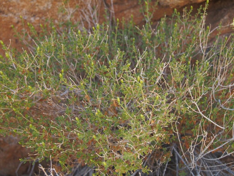 Pteronia polygalifolia photo 2