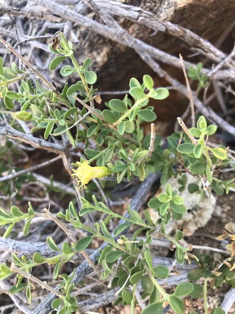 Pteronia polygalifolia photo 3