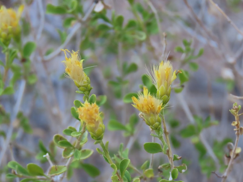 Pteronia polygalifolia photo 5