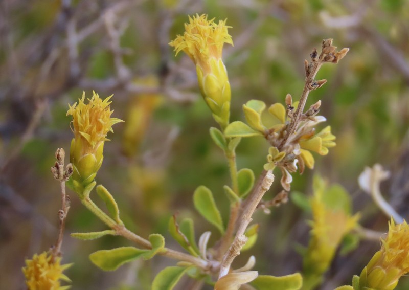 Pteronia polygalifolia photo 6