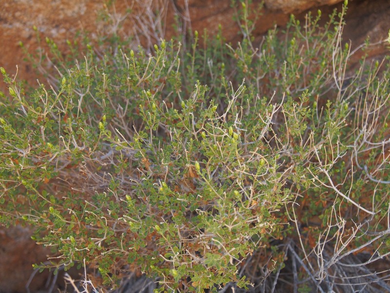 Pteronia polygalifolia photo 8