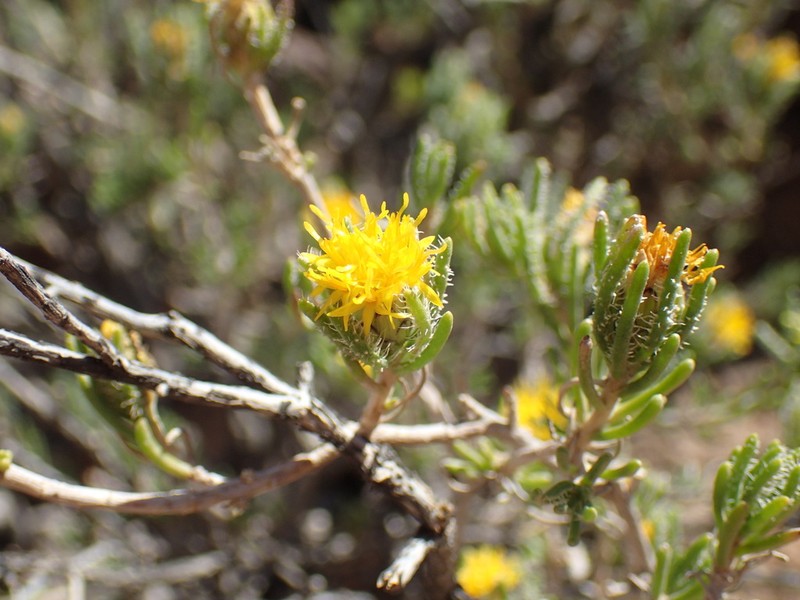 Pteronia pomonae