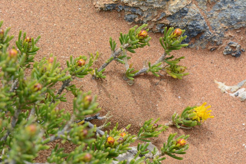 Pteronia pomonae photo 2