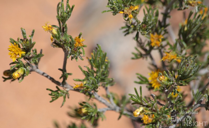 Pteronia pomonae photo 3