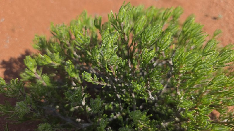 Pteronia pomonae photo 4