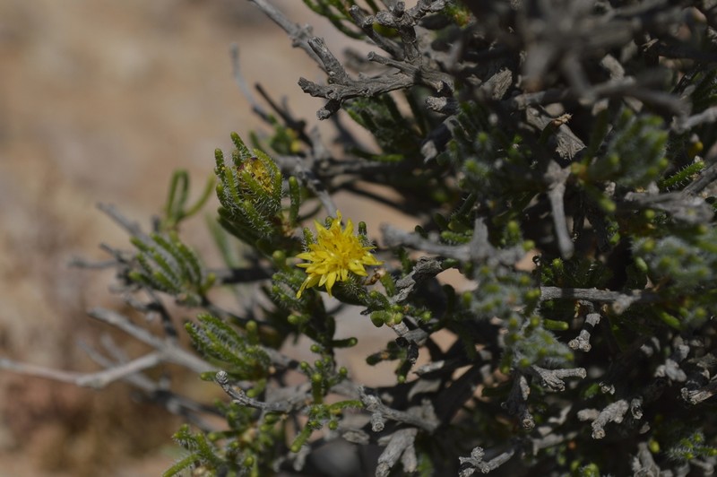 Pteronia pomonae photo 5