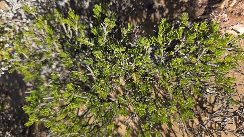 Pteronia pomonae photo 6