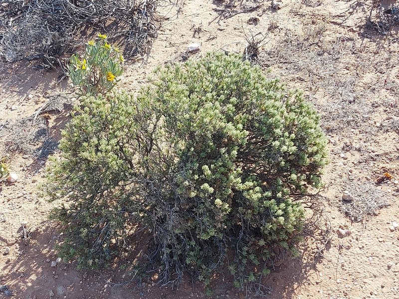 Pteronia pomonae photo 7