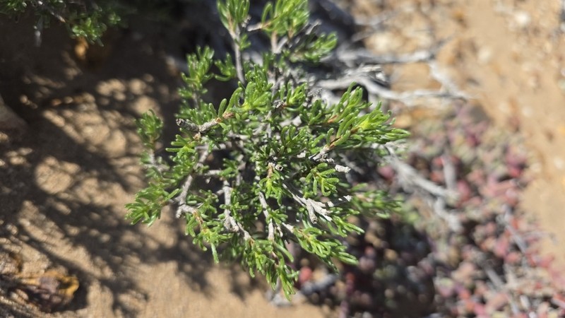 Pteronia pomonae photo 8