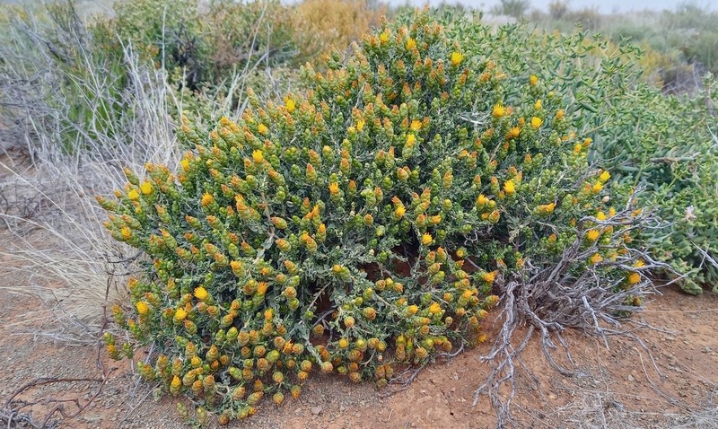 Pteronia punctata photo 2