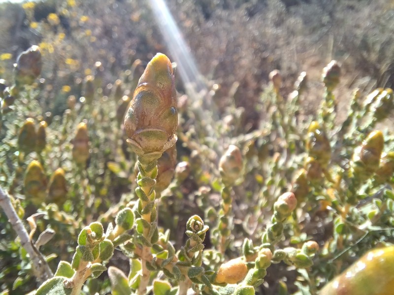 Pteronia punctata photo 3