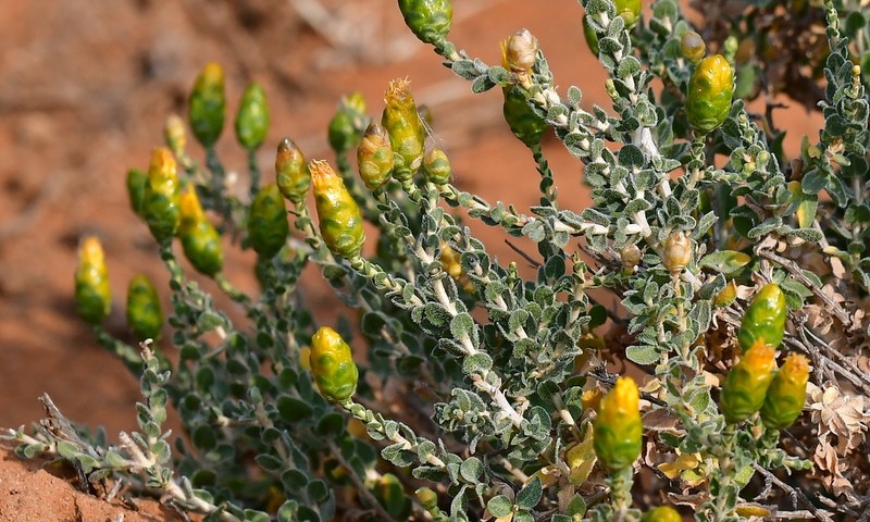 Pteronia punctata photo 4