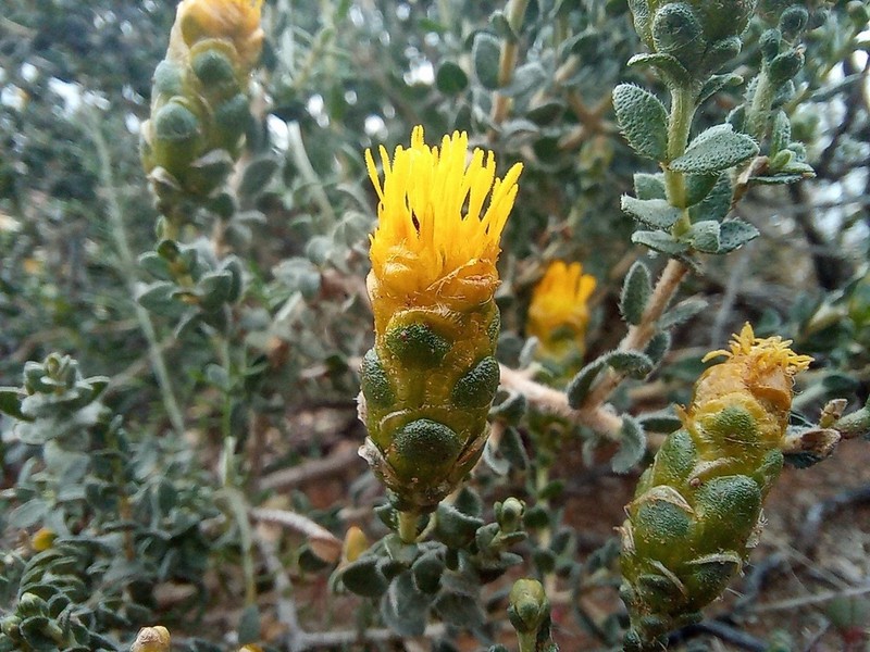 Pteronia punctata photo 5
