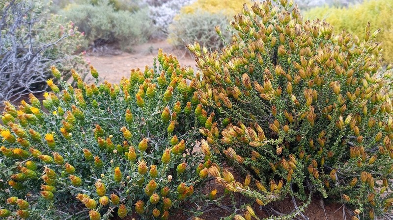 Pteronia punctata photo 7