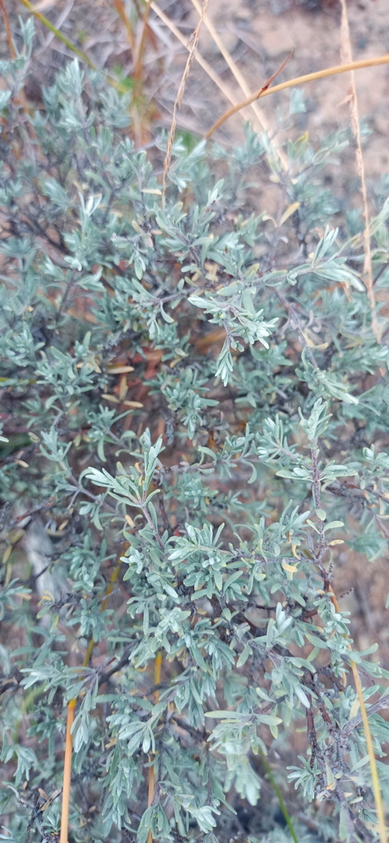 Pteronia quinqueflora