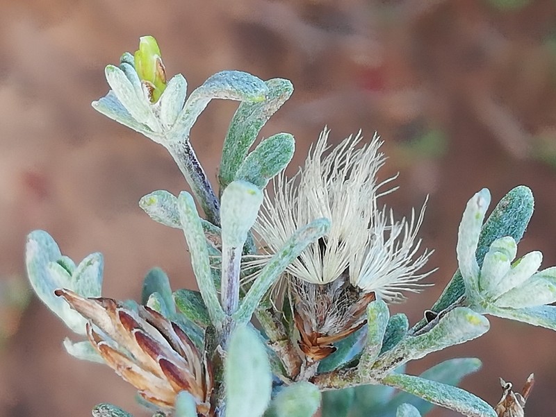 Pteronia quinqueflora photo 2